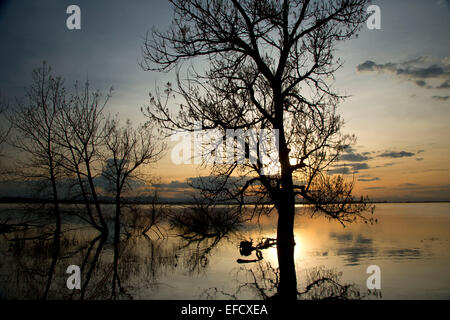 Silhouette Cottonwood sur Barr Lake le long Neidrach Sentier Nature, Barr Lake State Park, Colorado Banque D'Images