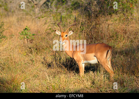 Un mâle antilope Impala (Aepyceros melampus) dans l'habitat naturel, l'Afrique du Sud Banque D'Images