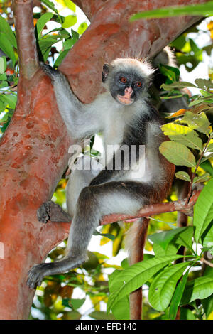 Zanzibar en danger red colobus monkey (Procolobus kirkii), Jozani forest, Zanzibar Banque D'Images