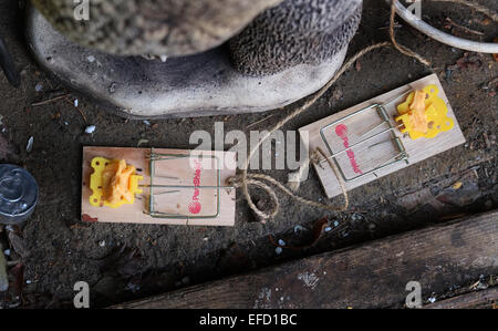 Des pièges de la souris avec du fromage d'appâts. Banque D'Images