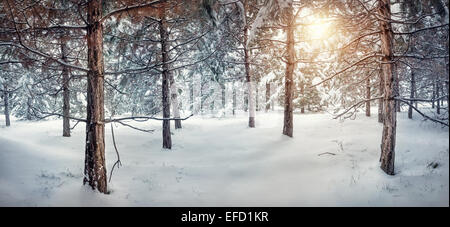 La forêt enneigée hiver panorama avec Sun Banque D'Images