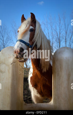 Blackpool, Lancashire, le 31 janvier, 2015. Monde du bien-être du cheval ferme Penny abrite près de 65 chevaux à un moment donné mais est actuellement prendre soin de 73. Fly-Grazing est en hausse et devient progressivement répandu dans tout le Royaume-Uni et des milliers d'équidés sont en danger immédiat de devenir une préoccupation du bien-être social. Monde du bien-être social, le Cheval Cheval international de bienfaisance, dispose de quatre centres de relocalisation et de sauvetage en Grande-Bretagne. La plupart des chevaux venant dans le centre peut avoir été négligés, maltraités ou abandonnés, d'autres après que le propriétaire a été poursuivi pour les infractions de cruauté envers les animaux. Banque D'Images