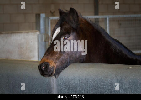 Blackpool, Lancashire, le 31 janvier, 2015. Monde du bien-être du cheval ferme Penny abrite près de 65 chevaux à un moment donné mais est actuellement prendre soin de 73. Fly-Grazing est en hausse et devient progressivement répandu dans tout le Royaume-Uni et des milliers d'équidés sont en danger immédiat de devenir une préoccupation du bien-être social. Monde du bien-être social, le Cheval Cheval international de bienfaisance, dispose de quatre centres de relocalisation et de sauvetage en Grande-Bretagne. La plupart des chevaux venant dans le centre peut avoir été négligés, maltraités ou abandonnés, d'autres après que le propriétaire a été poursuivi pour les infractions de cruauté envers les animaux. Banque D'Images