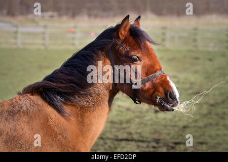 Blackpool, Lancashire, le 31 janvier, 2015. Monde du bien-être du cheval ferme Penny abrite près de 65 chevaux à un moment donné mais est actuellement prendre soin de 73. Fly-Grazing est en hausse et devient progressivement répandu dans tout le Royaume-Uni et des milliers d'équidés sont en danger immédiat de devenir une préoccupation du bien-être social. Monde du bien-être social, le Cheval Cheval international de bienfaisance, dispose de quatre centres de relocalisation et de sauvetage en Grande-Bretagne. La plupart des chevaux venant dans le centre peut avoir été négligés, maltraités ou abandonnés, d'autres après que le propriétaire a été poursuivi pour les infractions de cruauté envers les animaux. Banque D'Images