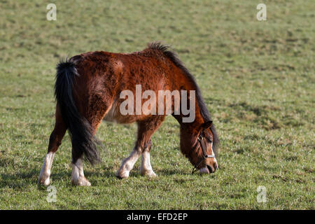 Blackpool, Lancashire, le 31 janvier, 2015. Monde du bien-être du cheval ferme Penny abrite près de 65 chevaux à un moment donné mais est actuellement prendre soin de 73. Fly-Grazing est en hausse et devient progressivement répandu dans tout le Royaume-Uni et des milliers d'équidés sont en danger immédiat de devenir une préoccupation du bien-être social. Monde du bien-être social, le Cheval Cheval international de bienfaisance, dispose de quatre centres de relocalisation et de sauvetage en Grande-Bretagne. La plupart des chevaux venant dans le centre peut avoir été négligés, maltraités ou abandonnés, d'autres après que le propriétaire a été poursuivi pour les infractions de cruauté envers les animaux. Banque D'Images