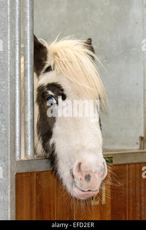 Blackpool, Lancashire, le 31 janvier, 2015. Monde du bien-être du cheval ferme Penny abrite près de 65 chevaux à un moment donné mais est actuellement prendre soin de 73. Fly-Grazing est en hausse et devient progressivement répandu dans tout le Royaume-Uni et des milliers d'équidés sont en danger immédiat de devenir une préoccupation du bien-être social. Monde du bien-être social, le Cheval Cheval international de bienfaisance, dispose de quatre centres de relocalisation et de sauvetage en Grande-Bretagne. La plupart des chevaux venant dans le centre peut avoir été négligés, maltraités ou abandonnés, d'autres après que le propriétaire a été poursuivi pour les infractions de cruauté envers les animaux. Banque D'Images