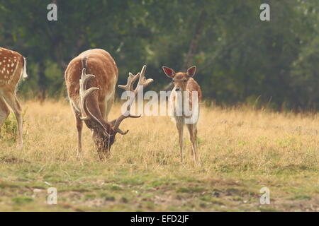 Troupeau de cerfs en jachère ( Dama ) le pâturage dans le clearing Banque D'Images
