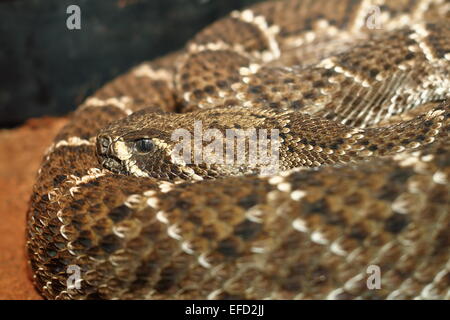 Western diamondback rattlesnake bousculer son camouflage sur la peau dans un terrarium Banque D'Images