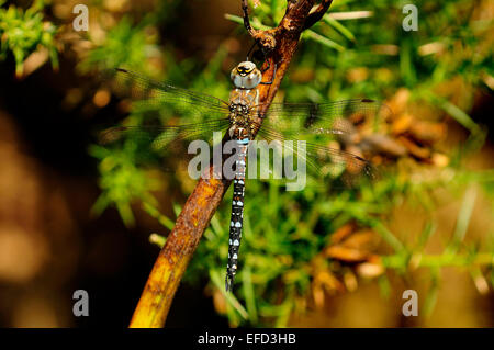 Hawker migrants dragonfly Banque D'Images