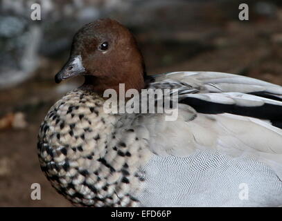 Canard en bois australien mâle à crinière (Chenonetta a.k.a oie jubata). Close-up du haut du corps et de la tête Banque D'Images