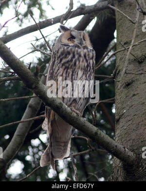 Long-eared Owl (Asio otus) dans un pin pendant la journée, les yeux grands ouverts Banque D'Images