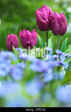 Tulipa 'Purple' Omphalodes cappadocica Premier avec 'Cherry Ingram' (Navelwort) en premier plan Banque D'Images