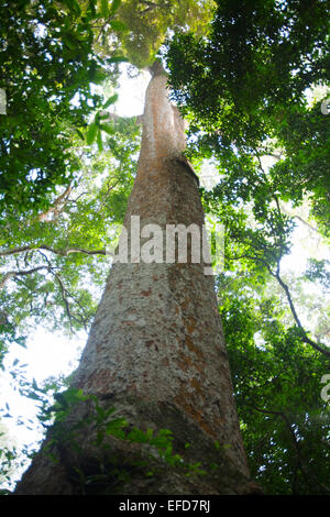 Acajou acajou africain ou blanc (Khaya anthotheca) Budongo Forest Reserve, en Ouganda Ce spécimen est estimé à plus de 400 Banque D'Images