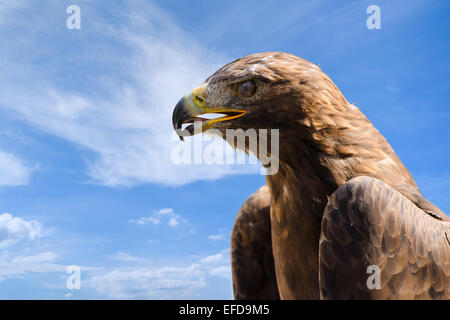 Close-up portrait of big golden eagle contre ciel bleu profond comme arrière-plan avec une place pour copyspace votre texte Banque D'Images