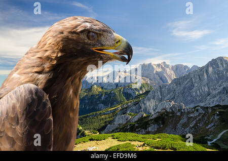 Vue aérienne de alpes paysage avec golden eagle et zone libre copyspace Banque D'Images