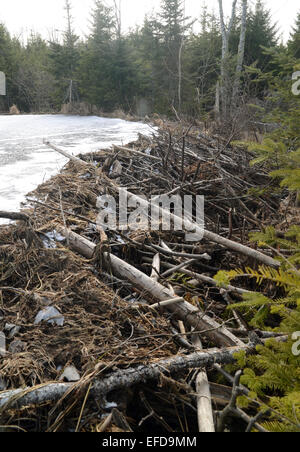 Barrage de castor sur un lac gelé en Nouvelle-Écosse Banque D'Images