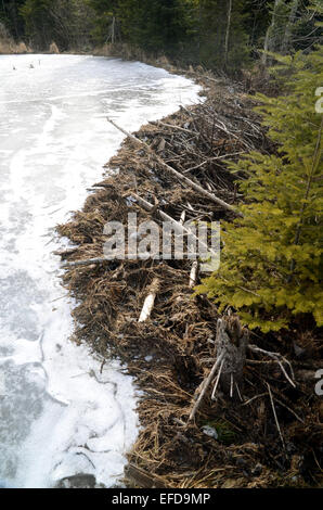 Barrage de castor sur un lac gelé en Nouvelle-Écosse Banque D'Images