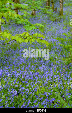 Bluebell wood en pleine floraison, Cumbria, Royaume-Uni Banque D'Images