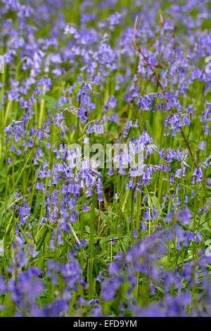 Bluebell wood en pleine floraison, Cumbria, Royaume-Uni Banque D'Images