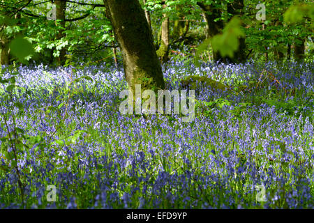 Bluebell wood en pleine floraison, Cumbria, Royaume-Uni Banque D'Images