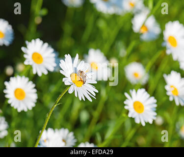 Abeille sur blanc fleurs de camomille. Arrière-plan de la nature. Banque D'Images