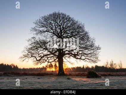 Un grand chêne à maturité en hiver avec du soleil plus directement derrière l'arbre d'une grande ombre vers l'observateur. Banque D'Images