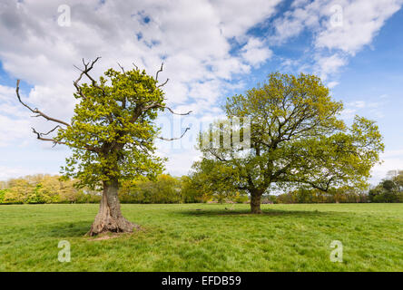 Deux arbres de chêne au printemps, l'un vieux et endommagés, l'autre plus jeune, debout dans un champ avec ciel bleu et nuages de lumière Banque D'Images