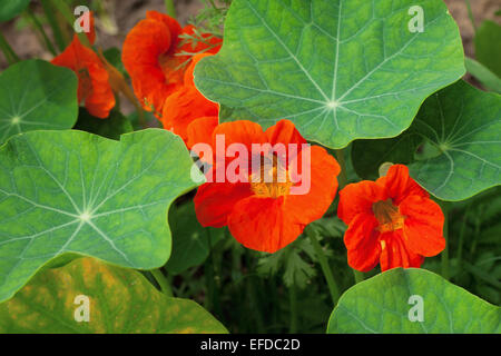 Les Capucines couleurs orange, croissant dans jardin Banque D'Images