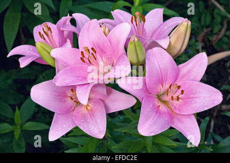 Lys rose dans un jardin Banque D'Images