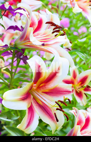 Beaux nénuphars dans le jardin d'été Banque D'Images