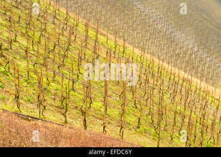 Image montrant le vignoble de Rhénanie-Palatinat en Allemagne Banque D'Images