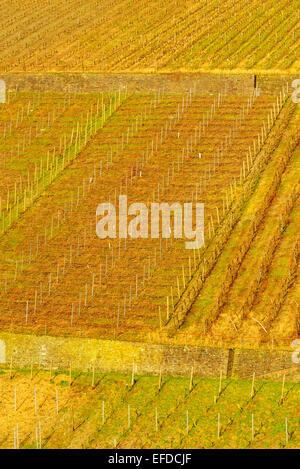 Image montrant le vignoble de Rhénanie-Palatinat en Allemagne Banque D'Images