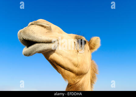 Libre d'un chameau, le nez et la bouche, les narines fermées pour garder hors du sable Banque D'Images