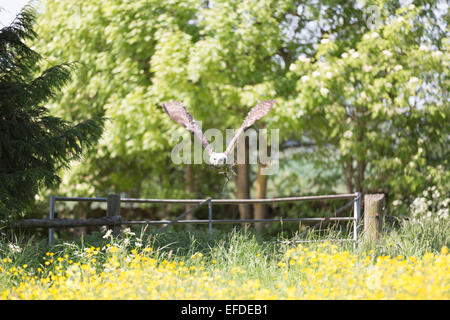 Owl-de verreaux, également connu sous le nom de Giant ou laiteux Owl, originaire du continent africain. (Bubo lacteus). Banque D'Images