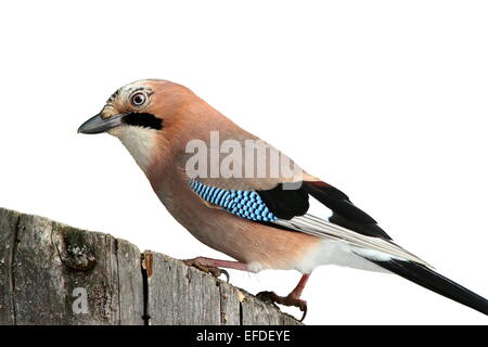 Jay européen ( Garrulus glandarius ) sur moignon bois isolé sur fond blanc Banque D'Images