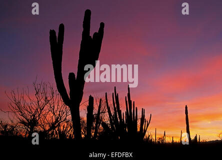 La silhouette du cactus rose et orange ciel, Todos Santos, Baja California Sur, Mexique Banque D'Images