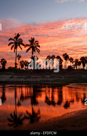 La silhouette des palmiers et le lagon au lever du soleil, Plage de Las Palmas, Todos Santos, Baja California Sur, Mexique Banque D'Images