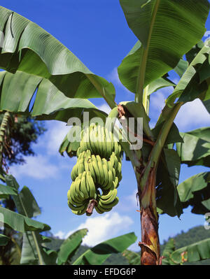 Sur fruits les bananiers en plantation, Saint Lucia, Lesser Antilles, Caribbean Banque D'Images