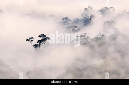 Les arbres des forêts tropicales émergentes apparaissant au-dessus de brumes matinales dans la Danum Valley Sabah Bornéo Banque D'Images