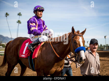 Arcadia, CA, USA. 1er février, 2015. 01 février 2015 : Lord Nelson avec Rafael Bejarano jusqu'gagner le San Vicente Stakes à Santa Anita Park à Arcadia CA. Alex Evers/ESW/CSM/Alamy Live News Banque D'Images