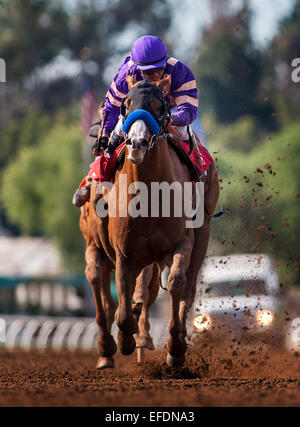 Arcadia, CA, USA. 1er février, 2015. 01 février 2015 : Lord Nelson avec Rafael Bejarano jusqu'gagner le San Vicente Stakes à Santa Anita Park à Arcadia CA. Alex Evers/ESW/CSM/Alamy Live News Banque D'Images