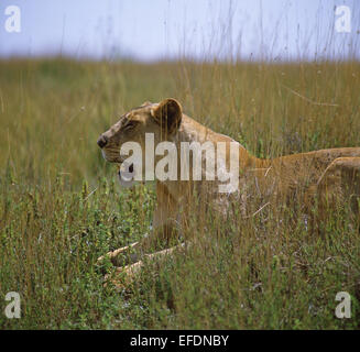 Repos lionne, Kruger National Park, la province de Mpumalanga, Afrique du Sud Banque D'Images