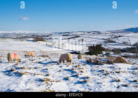 Lake District, Cumbria, Royaume-Uni. 1er février 2015. Météo France : Après les chutes de neige récentes, les moutons paissent dans la neige sur le pâturage high moorland Northern fells près de Caldbeck, Lake District, Cumbria, Angleterre, Royaume-Uni. Credit : Julie friteuse/Alamy Live News Banque D'Images