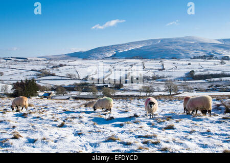 Lake District, Cumbria, Royaume-Uni. 1er février 2015. Météo France : Après les chutes de neige récentes, les moutons paissent dans la neige sur le pâturage high moorland Northern fells près de Caldbeck, Lake District, Cumbria, Angleterre, Royaume-Uni. Credit : Julie friteuse/Alamy Live News Banque D'Images