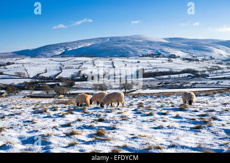 Lake District, Cumbria, Royaume-Uni. 1er février 2015. Météo France : Après les chutes de neige récentes, les moutons paissent dans la neige sur le pâturage high moorland Northern fells près de Caldbeck, Lake District, Cumbria, Angleterre, Royaume-Uni. Credit : Julie friteuse/Alamy Live News Banque D'Images