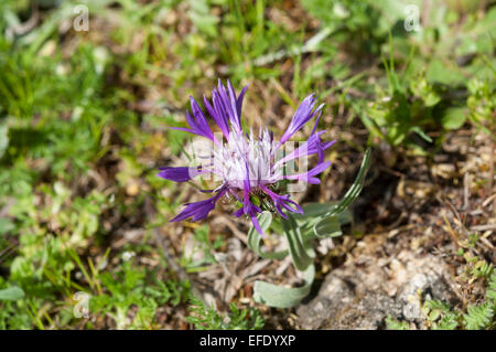 Fleurs de centaurée, Centaurea triumfetti Squarrose Banque D'Images