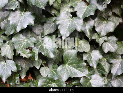 Feuilles de lierre sur le mur en arrière-plan Banque D'Images