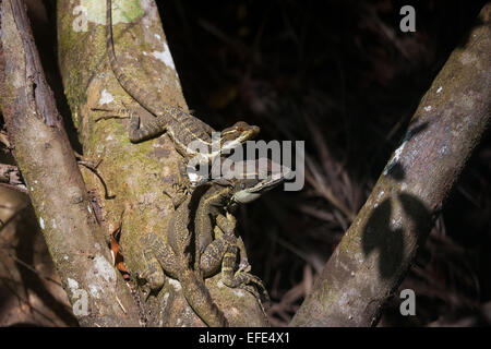 Jésus Christ des lézards, sci.name ; Basiliscus basiliscus, près du Rio Chagres dans parc national de Soberania, République du Panama. Banque D'Images