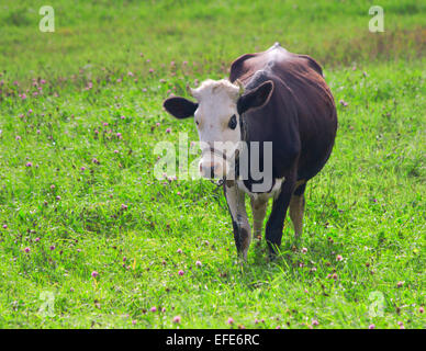 Vache dans le champ de trèfle Banque D'Images