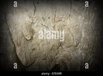 Texture bois anciens, détail de poutre en bois peuplier Banque D'Images